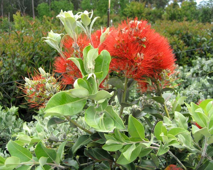 GardensOnline: Metrosideros thomasii