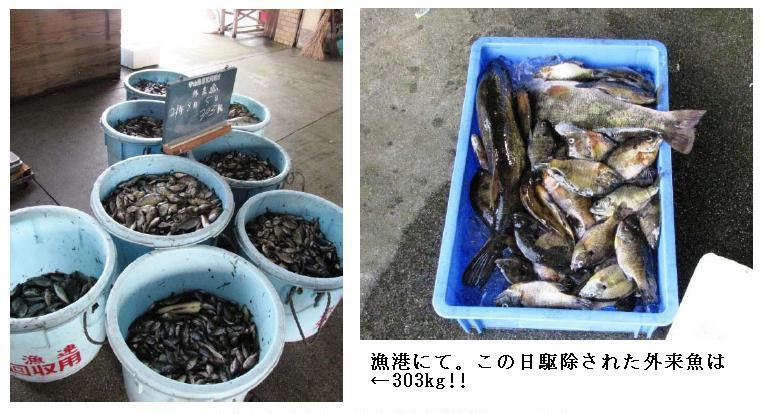 環境調査用機器 生物調査研究機器 研究調査用特殊機器 Hoga 記事バックナンバー 外来魚を食べよう