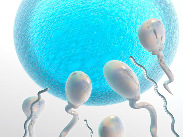 نتيجة بحث الصور عن ‪Best Food increase fertility‬‏