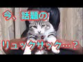 √ダウンロード ぬいぐるみ 猫 型 リュック リアル 255729