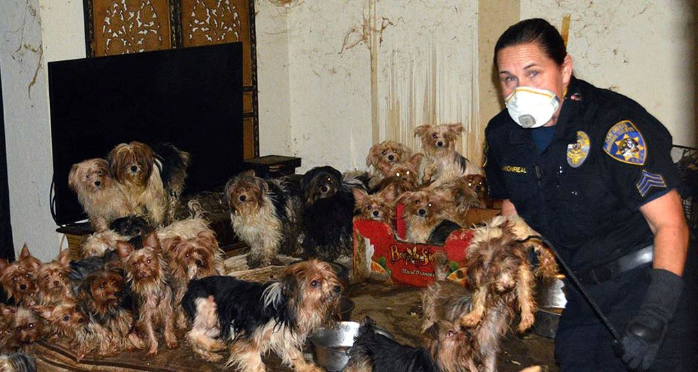 Cachorrinhos foram encontrados em condições precárias (Foto: San Diego Humane Society via AP)