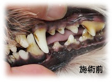 無麻酔歯石取り Solari ソラリ 犬の無麻酔歯石取り