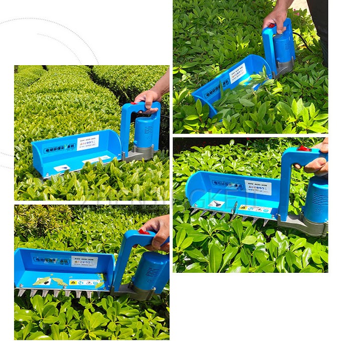 Discount Small Hand Held Electric tea Picker Individual Portable Light High Efficiency Garden Tea Tree Trimmer 24V Brushless Battery