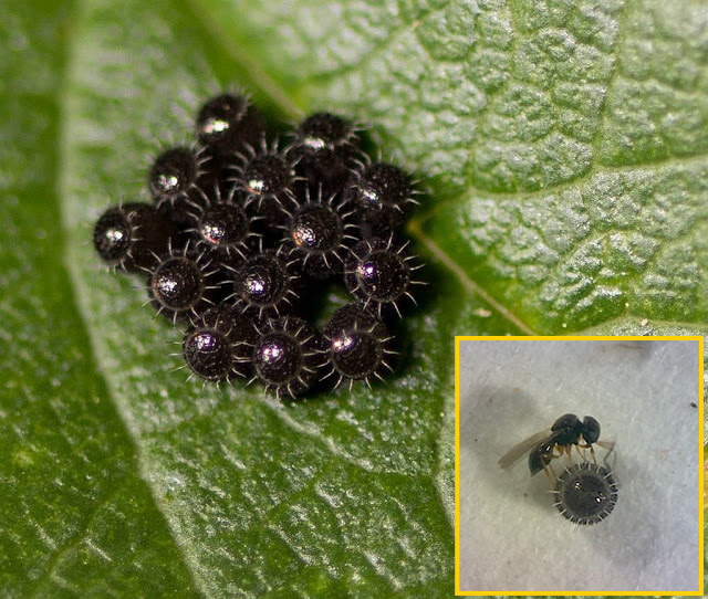 14 Animales que ponen huevos muy EXTRAÑOS Notinerd