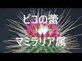 [10000ダウンロード済み√] マミラリア ピコ 花 244580