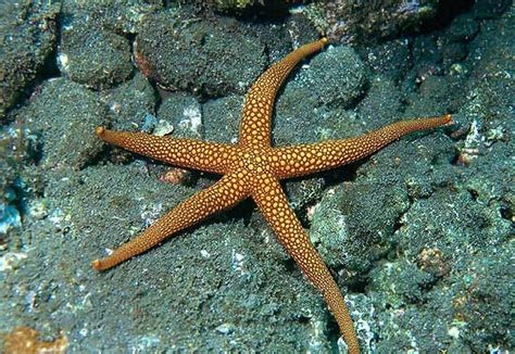 sman  sei lepan hewan invertebrata pengertian ciri ciri