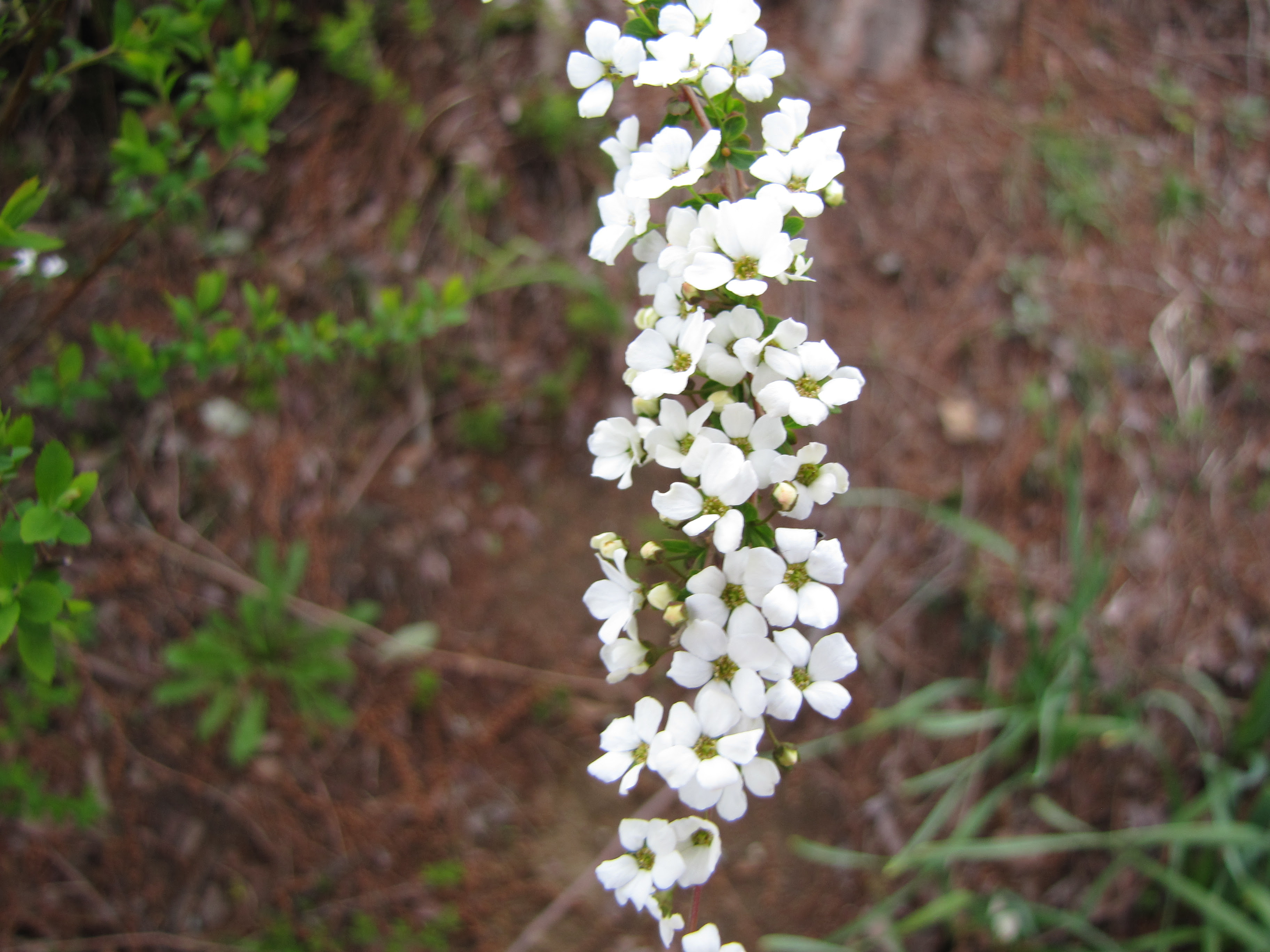 春の花が続々と ふれあいブログ