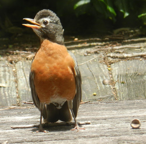 naturenotesDSCN9391