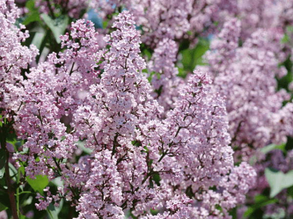５月２日 ライラック Lilac ３６６日への旅 誕生花編 今日は誕生花