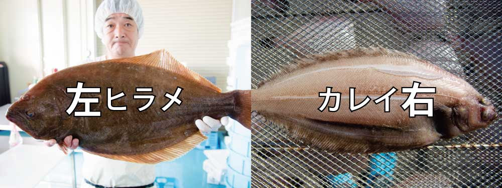 魚好き必見 カレイってこんなにいるの その種類を大公開