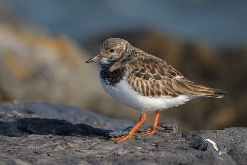 Ruddy Turnstone