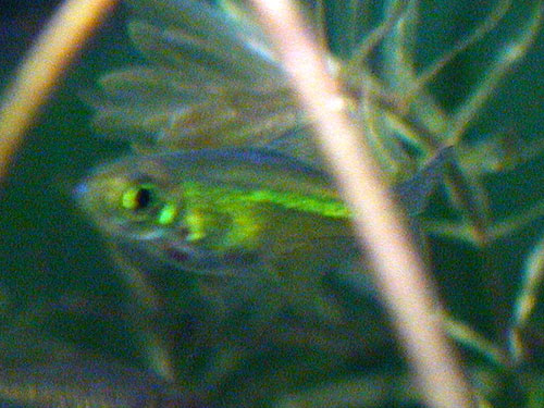 過去に飼った魚
