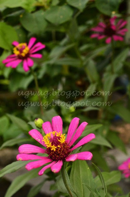 SteppingoutBentong3-034