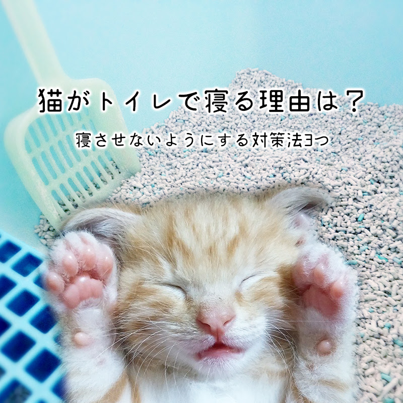 猫がトイレで寝る理由は 寝させないようにする対策法3つ