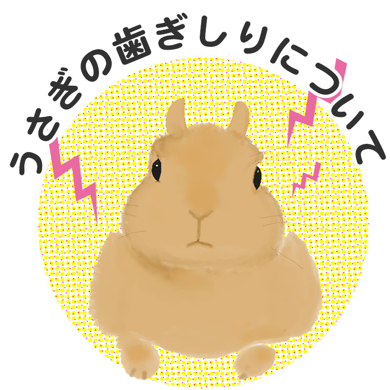 コリコリ うさぎが歯ぎしりをする理由は 歯に悪影響はない ギリギリ