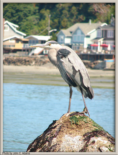 Great Blue Heron by johnadams1217.