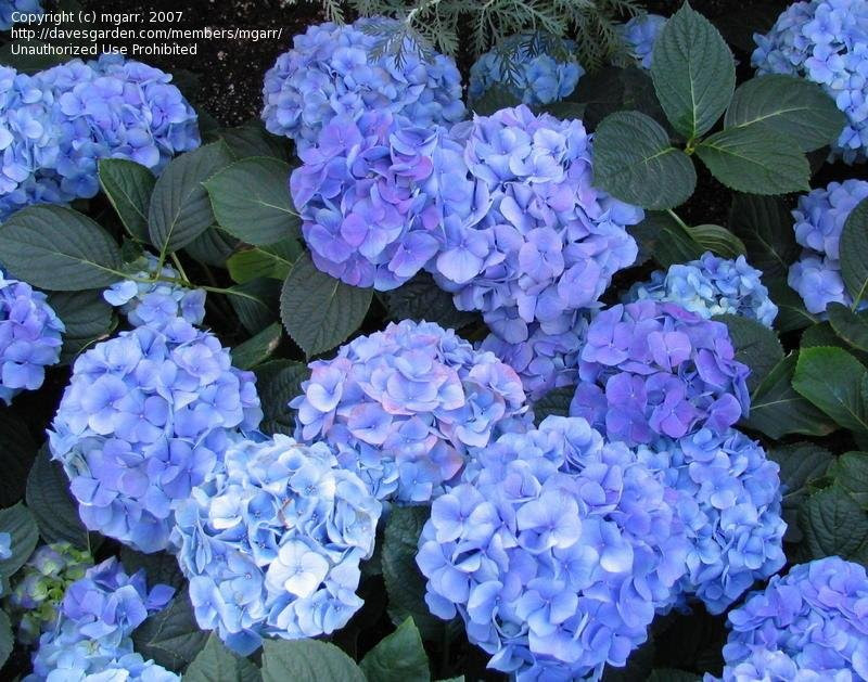 Hydrangea, French Hydrangea, Mophead 39;Mathilda Gutges39;  Hydrangea 