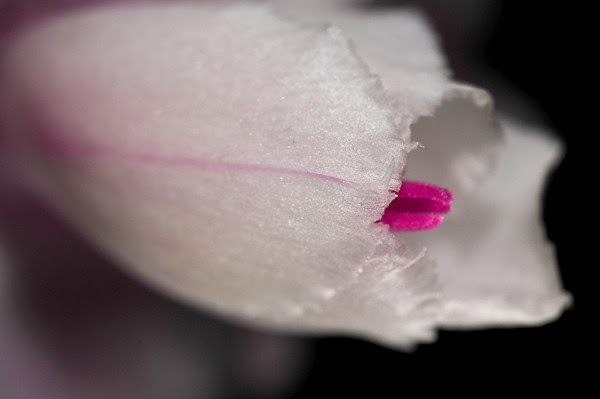 I'm Dreaming of a White Christmas Cactus