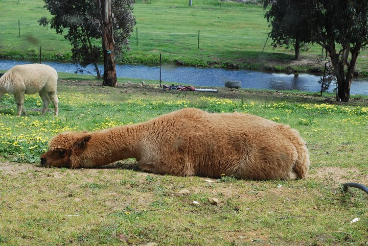 planking pictures of people. Because people can#39;t work out