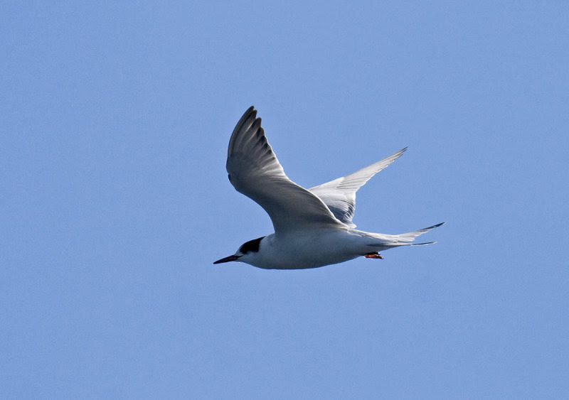 Common Tern