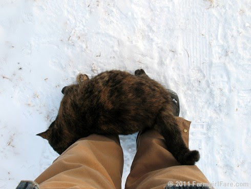 Ice Capades 13