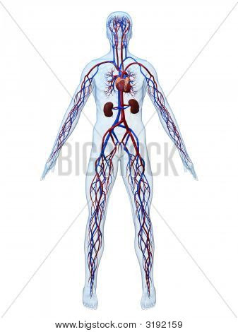 circulatory system diagram not labeled. 1080 not smooth anatomy and