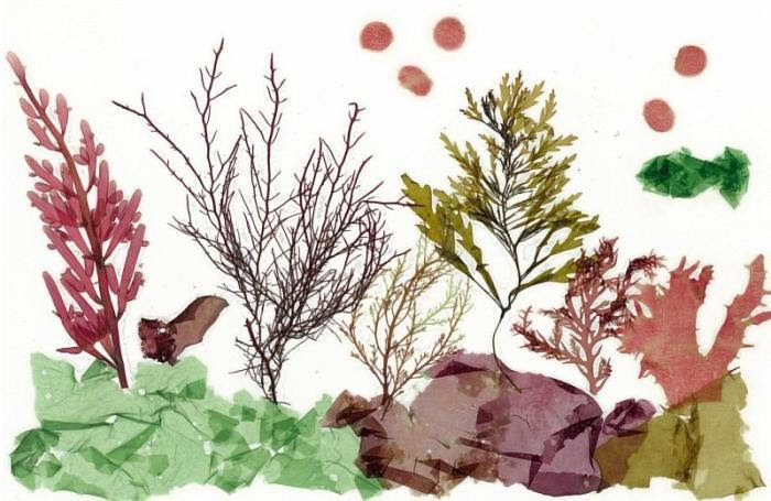 企画展 海の中の植物 海藻 いろいろな色 いろいろな形 大磯町ホームページ