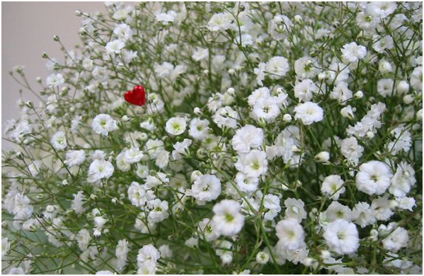 ありがとう を素直に言えない貴方へ 感謝 の気持ちを伝える花言葉６選 Milu コラム