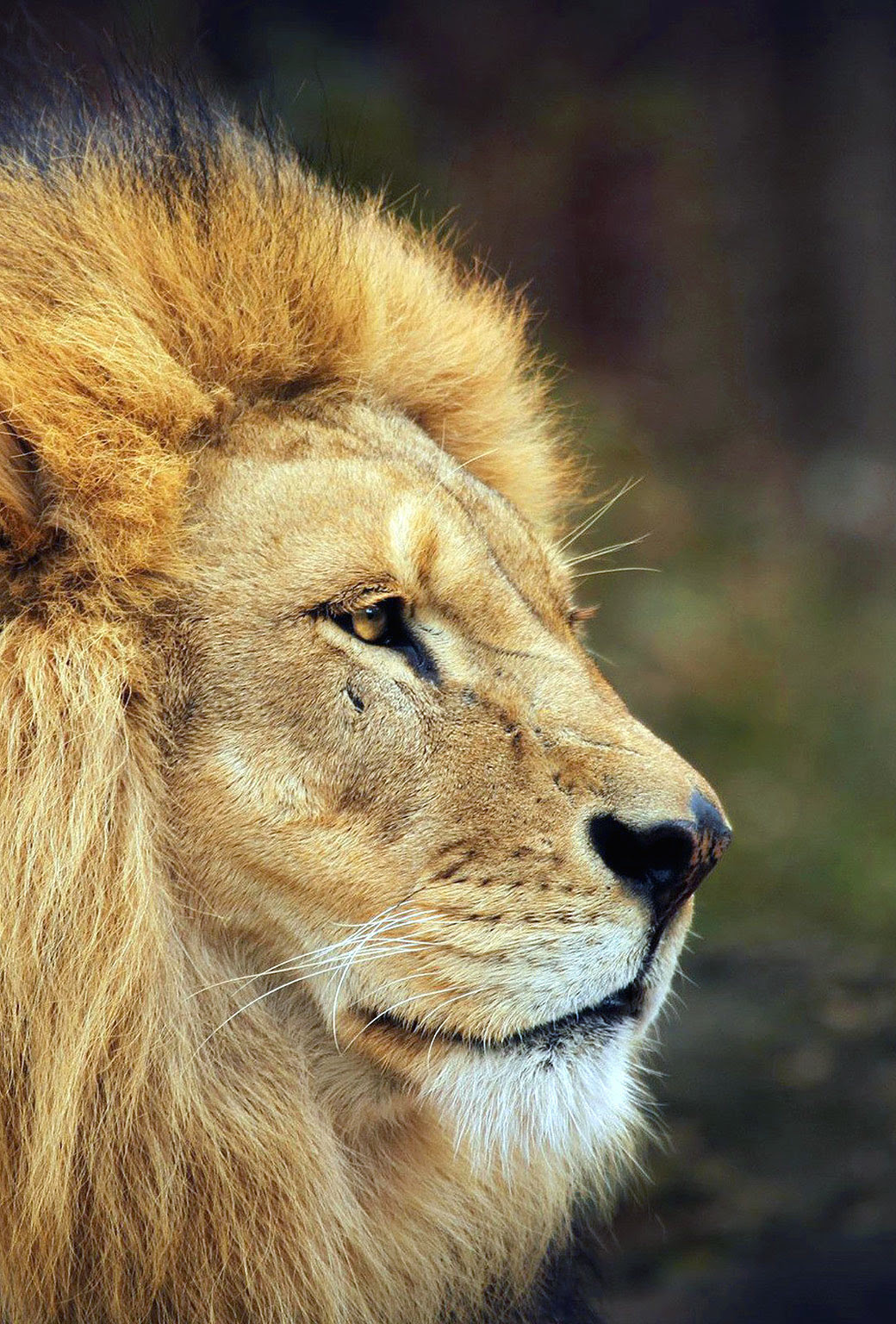 Lion wallpapers for iPhone and iPad