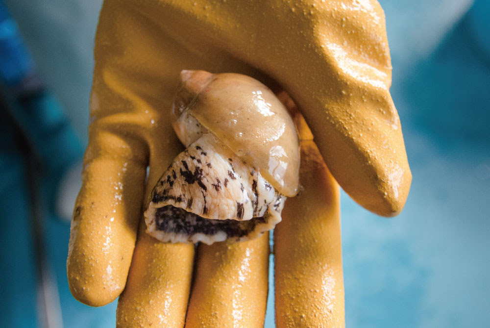 つぶ貝のさばき方 食べ方を魚屋が徹底解説 毒の処理がポイント