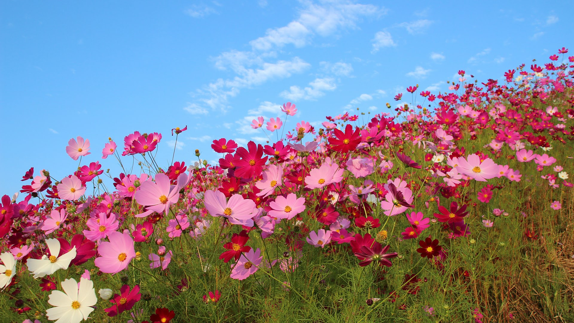 朝のコスモス フルｈｄ19ｘ1080ワイド壁紙 カレンダー壁紙館 昴 無料ワイド