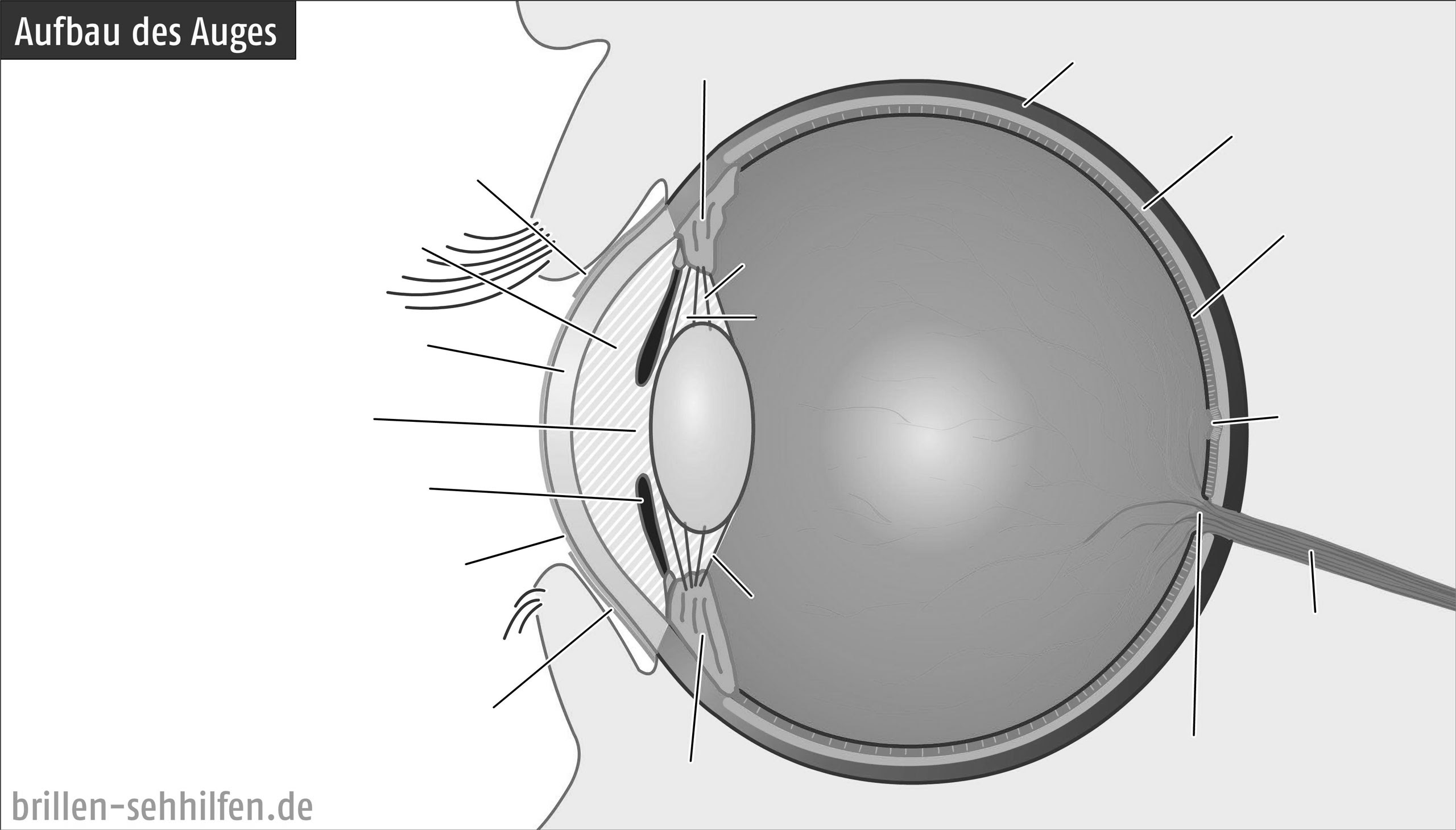 Das Auge Aufbau
