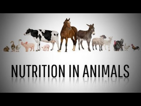 Nutrition in Animals: Class 7 Science 