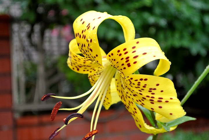 ユリ科の花も いろいろありますね ｉｖｙおじさんのｉｖｙ的生活