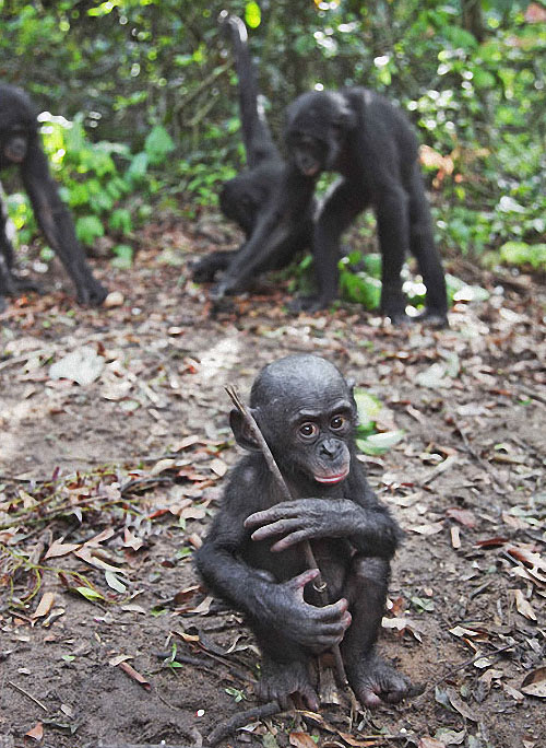 apes19 Заповедник Lola ya Bonobo в Конго