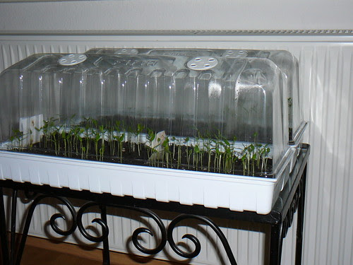 Fensterbanktreibhaus 2009 (05)