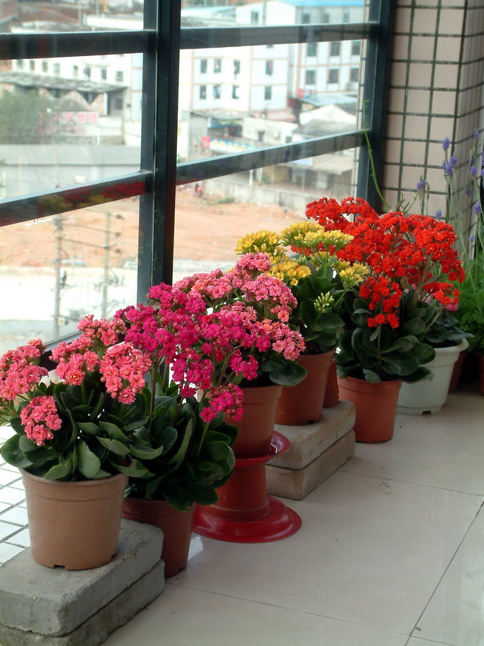 长寿花kalanchoe Blossfeldiana 花卉图片网