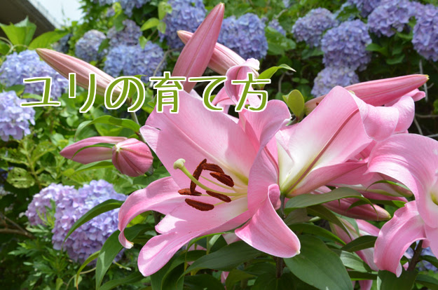 ユリ 百合 ゆり の育て方 チューリップ球根ブログ