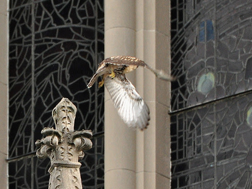 Fledgling in Air