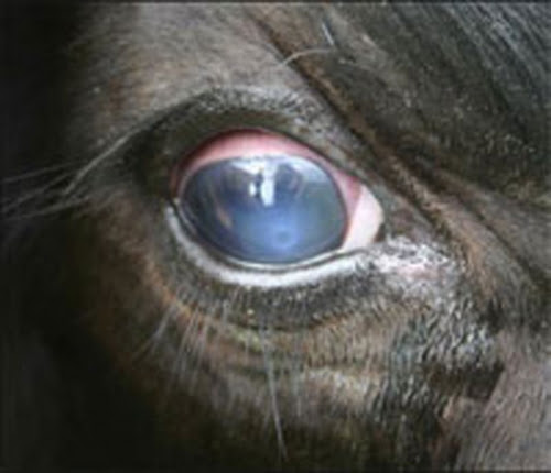 Horse's eye tearing; white spots in iris but not on cornea ...