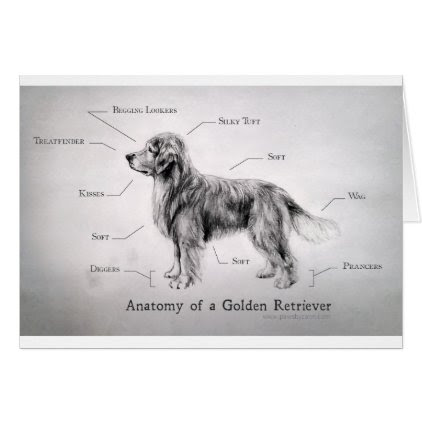 Correct Anatomy of a Golden Retriever [funny] Card