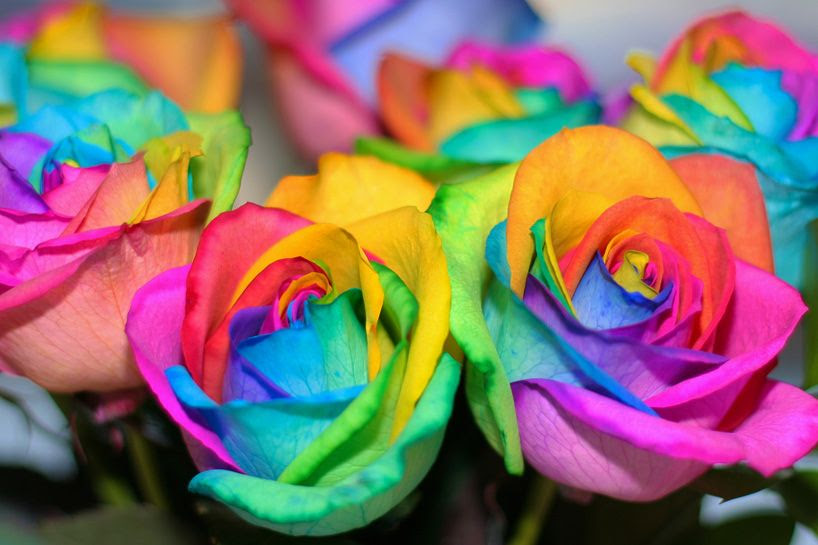 Rainbow Roses
