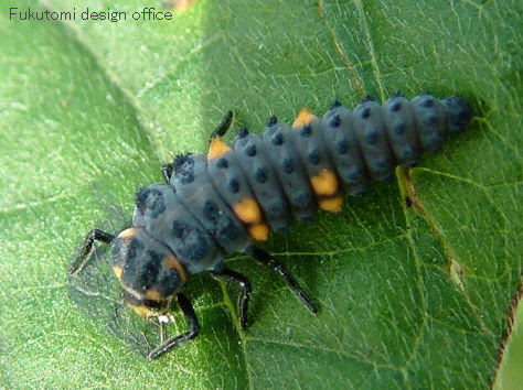 福光村昆虫記 テントウムシ卵 幼虫 蛹