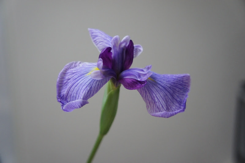 プリザーブドフラワーは本物なのに枯れないお花 いつまでもきれいなままで記念に残るフラワーギフトです 誕生日プレゼントや結婚祝のフラワーギフトに本物のお花の美しさが永くつづきます