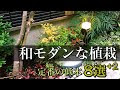 もみじ 下草 おすすめ 305482