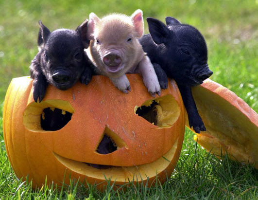 pictures of pigs simulacrum