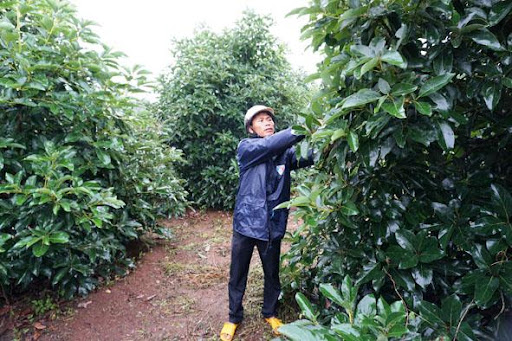 Hình ảnh
