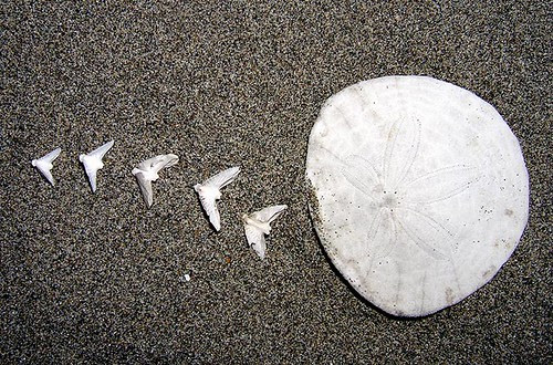 Sand Dollar