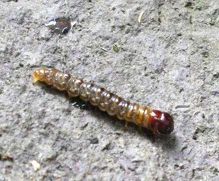 芯喰い虫 シンクイムシ 根切り虫 ネキリムシ
