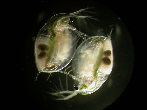 Daphnia pulex pulex male